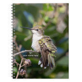 Hummingbird Sanctuary Professional Photography Notizblock (Vorderseite)