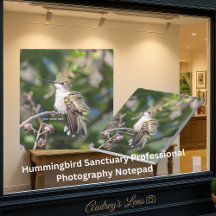 Hummingbird Sanctuary Professional Photography 