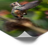 Hummingbird schweben mit Blume - Wildlife Foto Poster (Ecke)