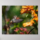Hummingbird schweben mit Blume - Wildlife Foto Poster (Vorne)
