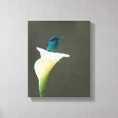 Hummingbird sitzt in einer Calla Lilly Leinwanddruck (Vorderseite)