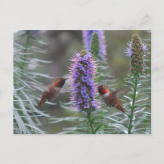 Hummingbird-Spiel Postkarte