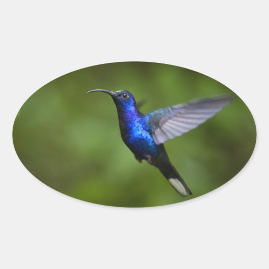 HUMMINGBIRD STICKER (Vorderseite)