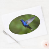 HUMMINGBIRD STICKER (Umschlag)