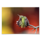 Hummingbird Stretch Foto Print (Vorne)