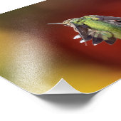 Hummingbird Stretch Foto Print (Ecke)
