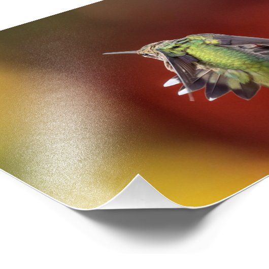 Hummingbird Stretch Foto Print (Ecke)