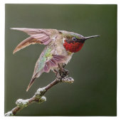Hummingbird Stretches Fliese (Vorderseite)