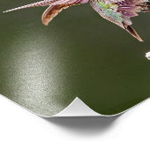 Hummingbird Stretches Foto Print (Ecke)