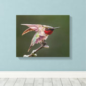 Hummingbird Stretches Foto Print Leinwanddruck (Insitu (Holzboden))