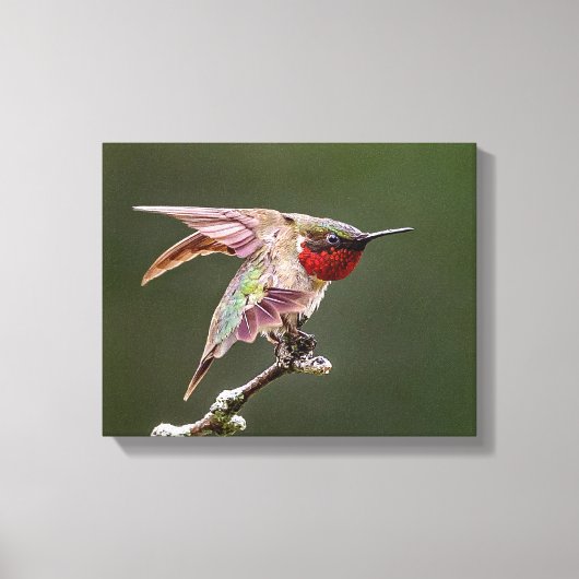 Hummingbird Stretches Foto Print Leinwanddruck (Vorderseite)