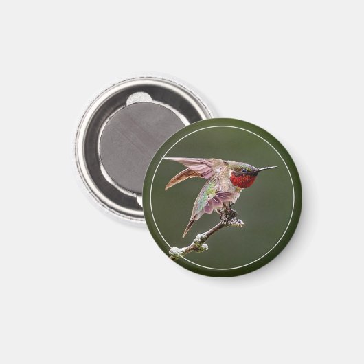 Hummingbird Stretches Magnet (Vorderseite/Rückseite)