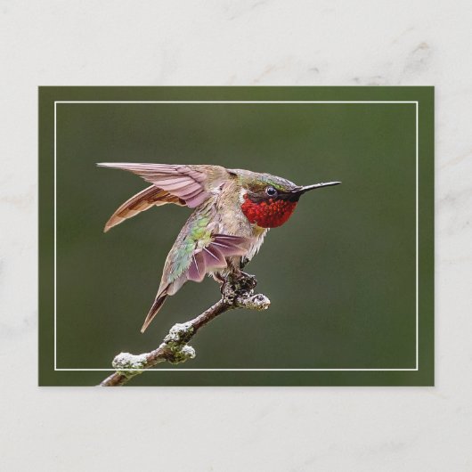 Hummingbird Stretches Postkarte (Vorderseite)
