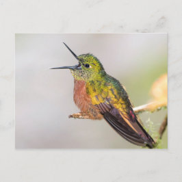 Hummingbird Talking with Open Beak Postkarte