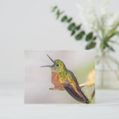 Hummingbird Talking with Open Beak Postkarte (Stehend Vorderseite)