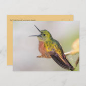 Hummingbird Talking with Open Beak Postkarte (Vorne/Hinten)