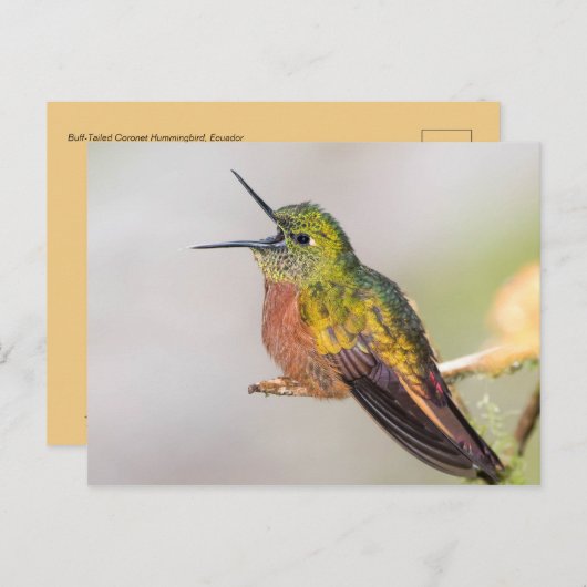 Hummingbird Talking with Open Beak Postkarte (Vorne/Hinten)