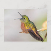 Hummingbird Talking with Open Beak Postkarte (Vorderseite)
