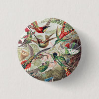Hummingbird, Trochilidae Kolibris von Ernst Haecke