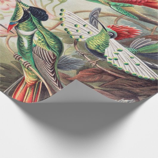 Hummingbird, Trochilidae Kolibris von Ernst Haecke Geschenkpapier (Ecke)
