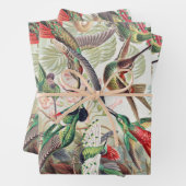 Hummingbird, Trochilidae Kolibris von Ernst Haecke Geschenkpapier Set (Beispiel)