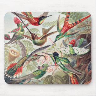 Hummingbird, Trochilidae Kolibris von Ernst Haecke Mousepad