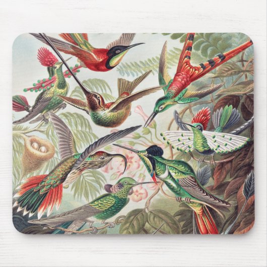 Hummingbird, Trochilidae Kolibris von Ernst Haecke Mousepad (Vorne)