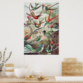 Hummingbird, Trochilidae Kolibris von Ernst Haecke Poster (Küche)