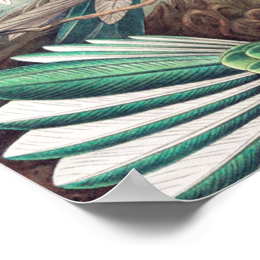 Hummingbird, Trochilidae Kolibris von Ernst Haecke Poster (Ecke)