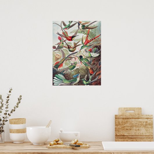 Hummingbird, Trochilidae Kolibris von Ernst Haecke Poster (Küche)