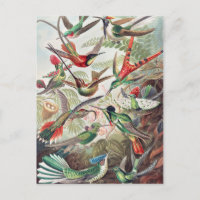 Hummingbird, Trochilidae Kolibris von Ernst Haecke