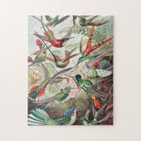 Hummingbird, Trochilidae Kolibris von Ernst Haecke