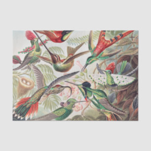 Hummingbird, Trochilidae Kolibris von Ernst Haecke Seidenpapier