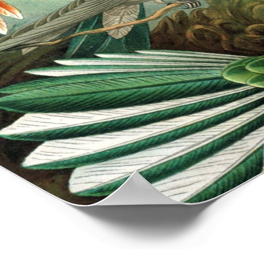 Hummingbird (Trochilidae) von Haeckel Poster (Ecke)