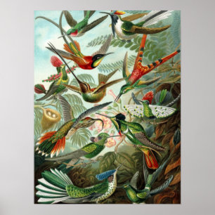 Hummingbird (Trochilidae) von Haeckel Poster