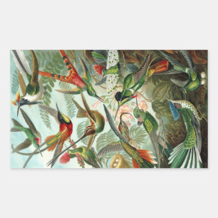 Hummingbird (Trochilidae) von Haeckel Rectangle St Rechteckiger Aufkleber