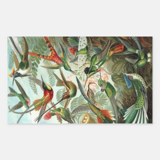 Hummingbird (Trochilidae) von Haeckel Rectangle St Rechteckiger Aufkleber (Vorderseite)