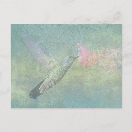 Hummingbird Tune Postkarte (Vorderseite)