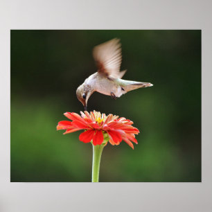 Hummingbird überschwemmt ein Art Poster der roten 