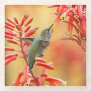 Hummingbird umgeben von rotem Yucca Glasuntersetzer