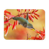 Hummingbird umgeben von rotem Yucca Magnet (Horizontal)