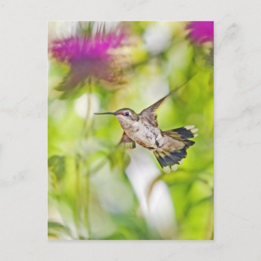 Hummingbird und Bee Balm Postkarte (Vorderseite)