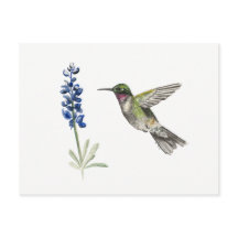 Hummingbird und Bluebonnet