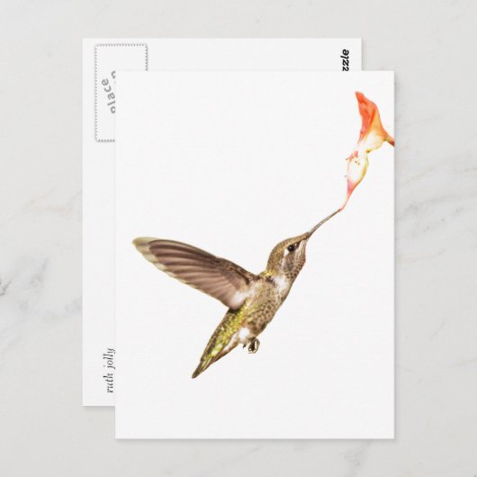 Hummingbird und die Blume Postkarte (Vorne/Hinten)