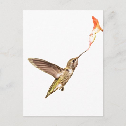 Hummingbird und die Blume Postkarte (Vorderseite)