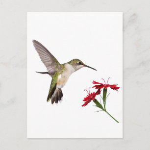 Hummingbird und ein roter Dianthus Postkarte