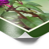 Hummingbird und Fuchsia Fotodruck (Ecke)