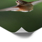 Hummingbird und Fushia Blume Pflanze drucken Poster (Ecke)
