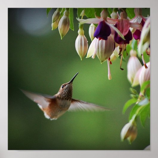 Hummingbird und Fushia Blume Pflanze drucken Poster (Vorne)