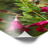 Hummingbird und Mandevilla Fotodruck (Ecke)